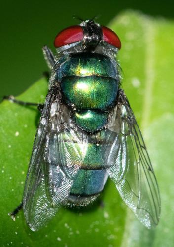 Réf. 331 152 : Chrysomya albiceps